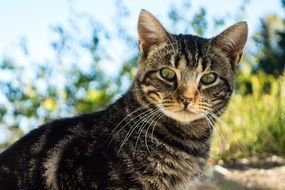 green-eyed cat