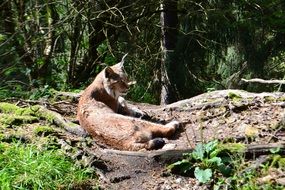 lynx lies on a stone in the wild