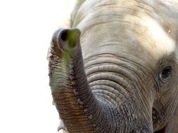 Elephant Trunk in Zoo closeup