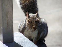 cute fluffy squirrel in the sun