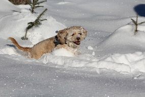 the dog runs through the snow