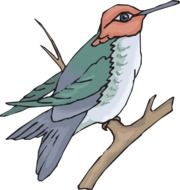 clipart of colorful bird on a branch