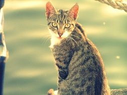 portrait of a cat on the pier