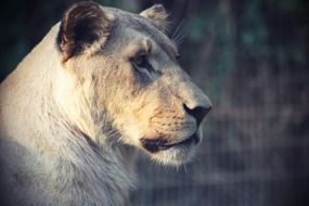 profile of Lioness at blurred background