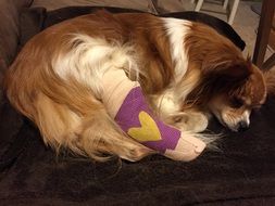 dog with plaster on his paw