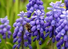 bee pollinating purple garden flower