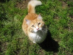 red cat sits on green grass