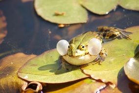 Green frog with the vocal sacs