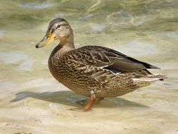 portrait of wild Duck in Water