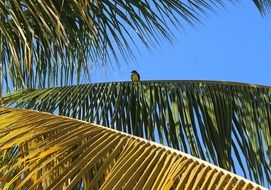 Bird on the palm
