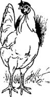 painted white chicken on a page in a book