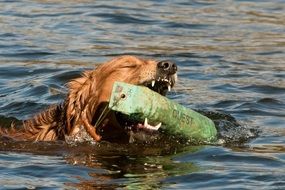 the dog is floating on the water with an object in his teeth