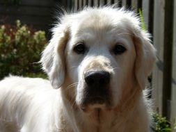 golden retriever near the fence