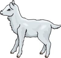 Gray Standing Lamb drawing