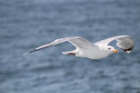 flying seagull in helgoland