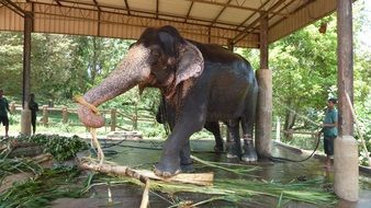 elephant stands under the roof