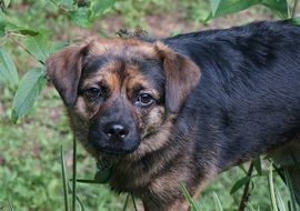 Beautiful and cute dog in summer