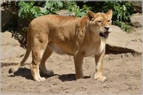 lion at the zoo in Amsterdam