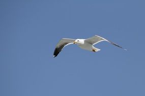 Seagull with wide open Wings in sky