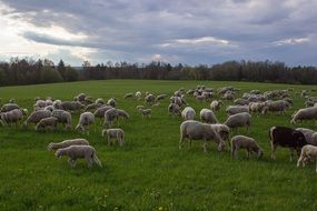 flock of sheep on a green pasture in a cloudy day