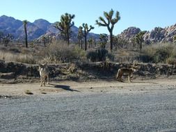 coyotes or steppe wolves