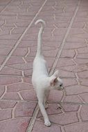 white thin cat on the alley