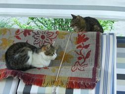 two cats in the yard under a canopy