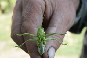 locust in man's hand