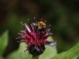 bee on a purple cornflower close up