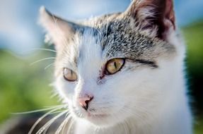 portrait of a grey and white cat at blurred background