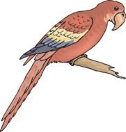 Bird Macaw drawing