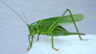 green grasshopper on the white plate