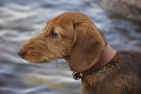 Dachshund dog on the beach