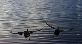 flight of ducks over the water