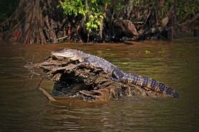 wild alligator in habitat in Louisiana