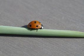 Ladybug on rolled green leaf