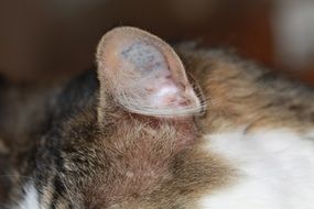 ear on a cat's head close-up