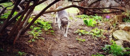 Animal Cat Homemade Domestic Cat