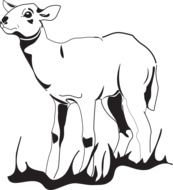 drawing a cute lamb on the grass