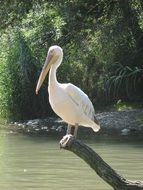 Pelican on the wood