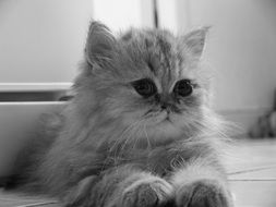 persian golden kitten
