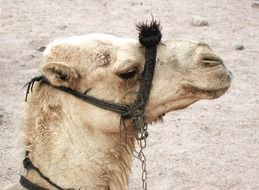 portrait of beautiful and cute Camel Animal