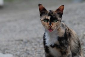 three colored cat on the ground