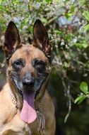 portrait of a malinois in spring