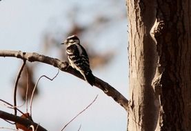 spotted woodpecker or dendrocopos