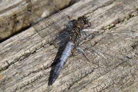 blue grey dragonfly