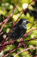bird on a branch of a bush with green leaves