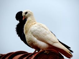 a pair of white and black dove