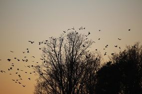 Flock of bird in a flight