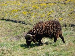 Brown sheep on the grass
